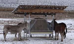 horsefeeder_8