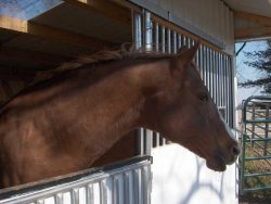 Wrangler Run In Horse Shelter