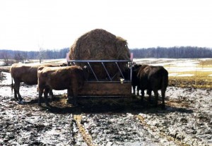 cattle hay feeder