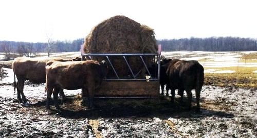 cattle hay feeder