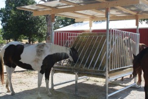 Horses eating hay from a Klene Pipe hay feeder
