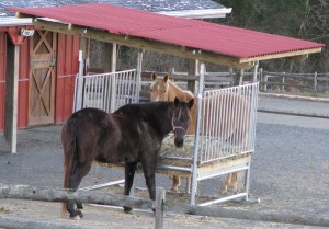 Horse Hay Feeder