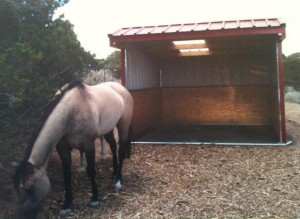 Wrangler Run in Horse Shelter