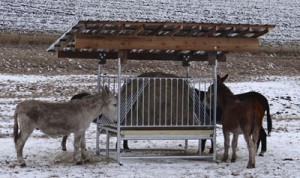 donkeys eating from a hay feeder
