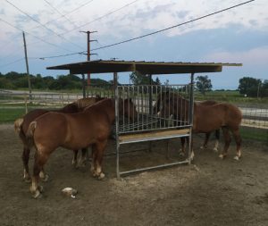 Horses feeding from a Klene Pipe Hay Saver Feeder