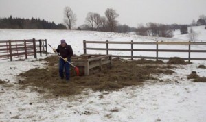 Mess from a traditional hay feeder