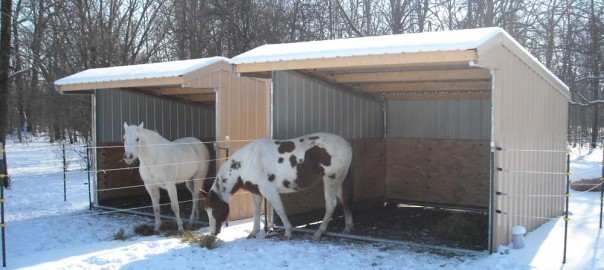 horses in the winter