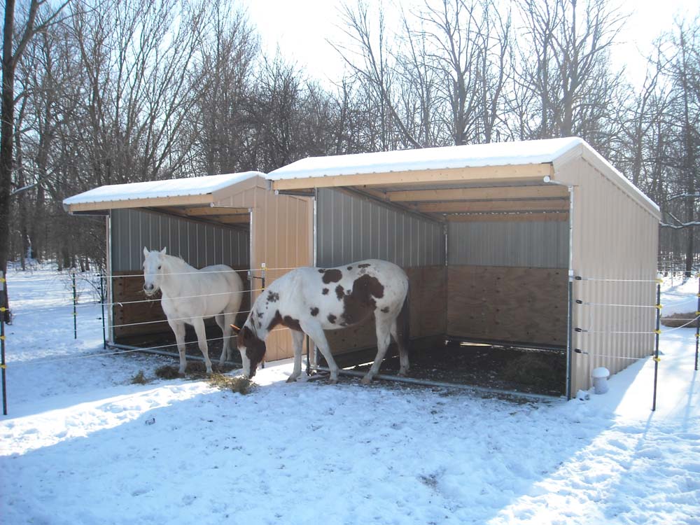 horses in the winter