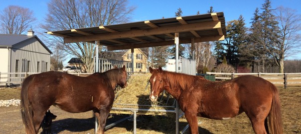horses eating hay out of a hay saver feeder