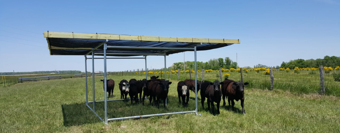 Portable Shade Structure