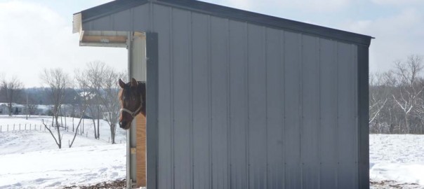 horse in horse shelter in winter