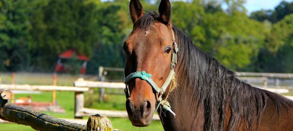 Horses in the Heat