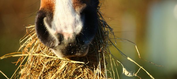 Best Hay for Your Horses