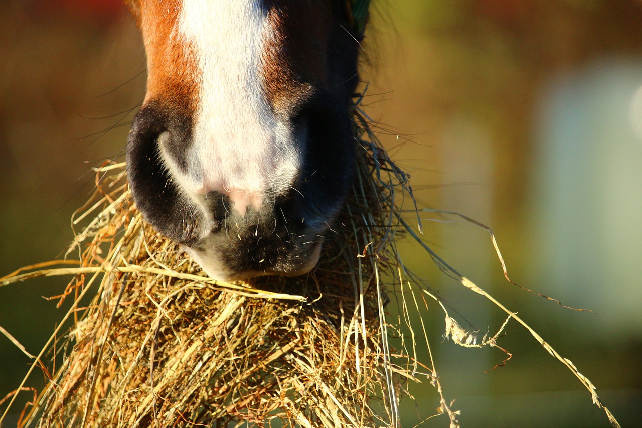 Best Hay for Your Horses