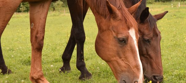 Horses Eating