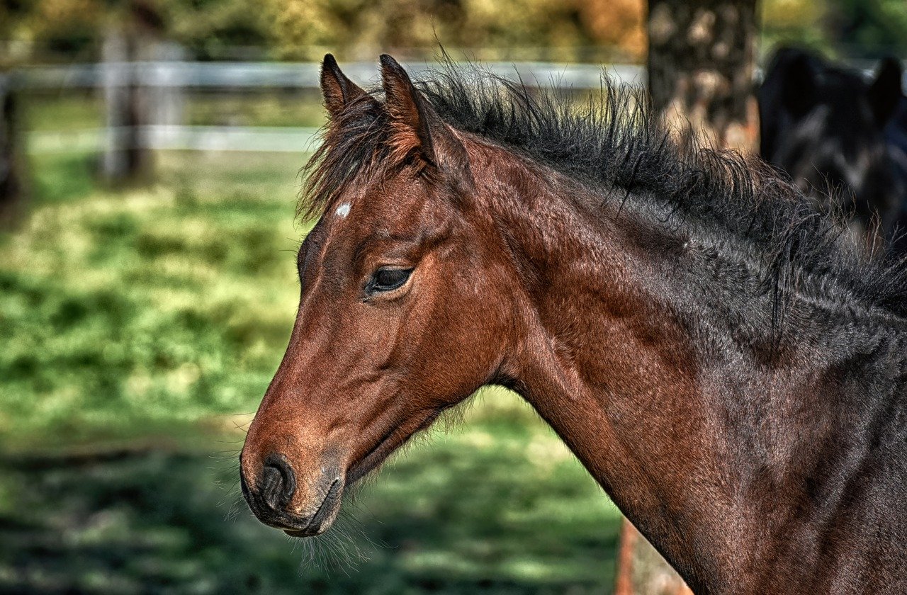 Keeping Your Horse’s Coat Healthy and Shining 3 Tips Klene Pipe
