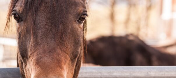 hay saver feeders