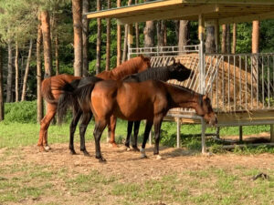 horses feeding from a Klene Pipe horse hay feeder