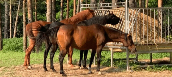 horses feeding from a Klene Pipe horse hay feeder