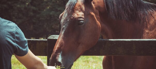 horse feeding and avoiding hay waste