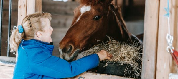 helping a horse eat