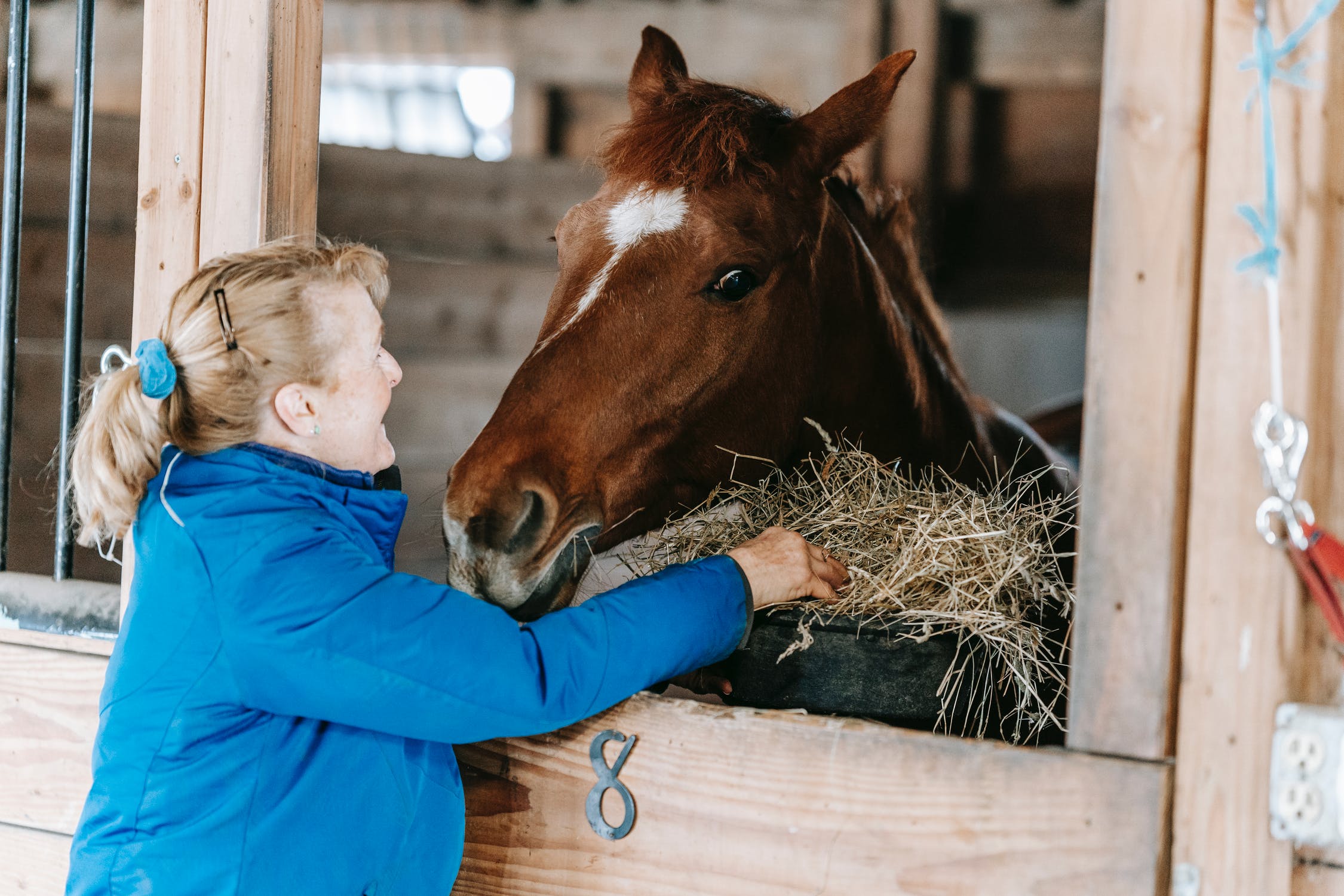 helping a horse eat