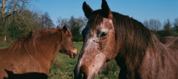 horses in the hot sun