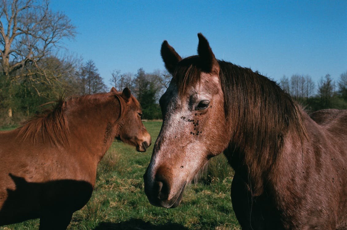 horses in the hot sun