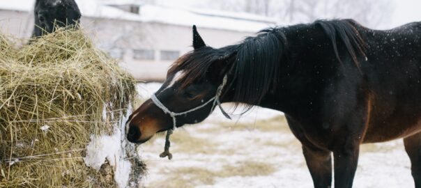 horse eating hay over the winter