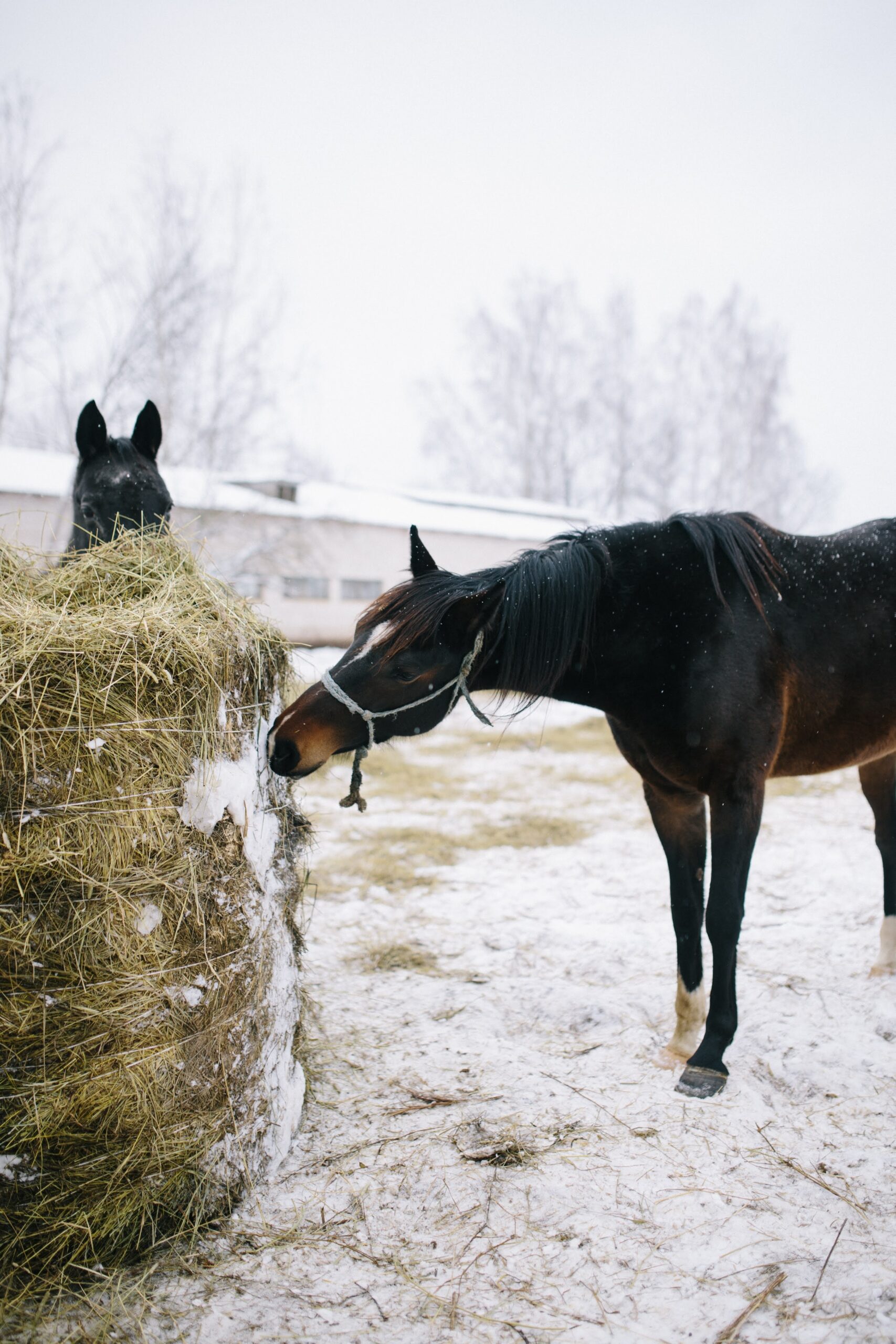 horse eating hay over the winter