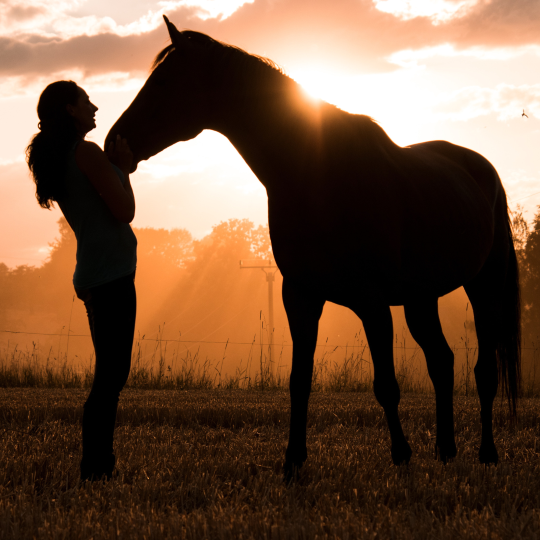 Horse care in spring and summer