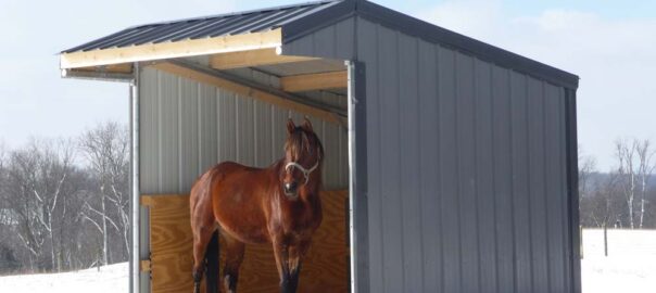 Horse standing under a run in shelter in the winter