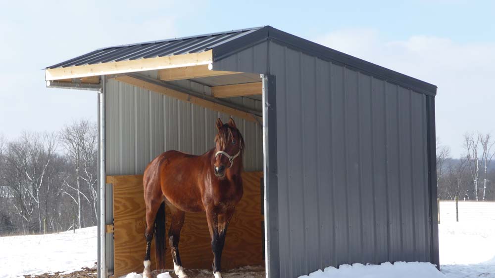 Horse standing under a run in shelter in the winter
