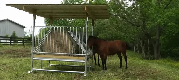 horses eating at a Klene Pipe no-waste hay feeder
